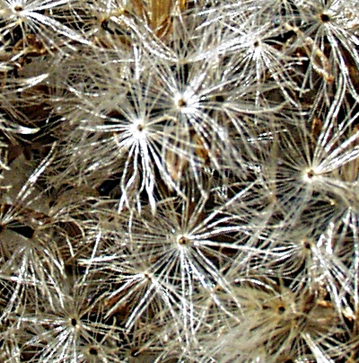 Eupatorium cannabinum, Gewhnlicher Wasserdost, Frchte