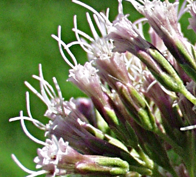 Eupatorium cannabinum, Gewhnlicher Wasserdost, Krbe