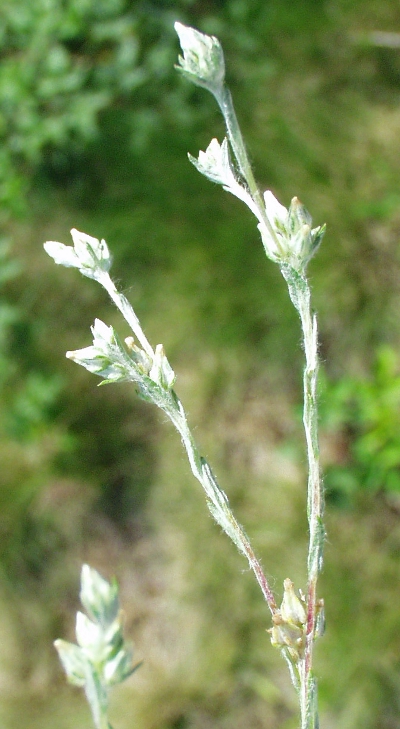Filago minima, Zwerg-Filzkraut