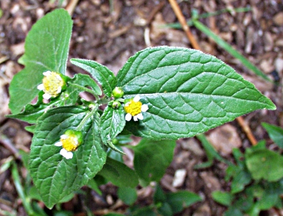 Galinsoga parviflora, Kleinbltiges Knopfkraut