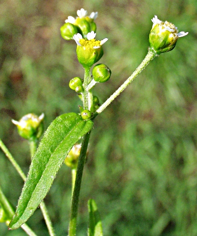 Galinsoga parviflora, Kleinbltiges Knopfkraut, Blten