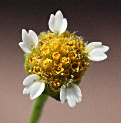 Galinsoga parviflora, Kleinbltiges Knopfkraut, Blte