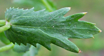 Saat-Wucherblume, Blatt