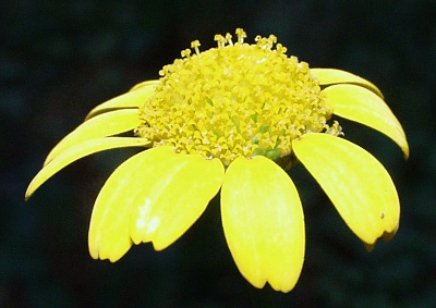 Saat-Wucherblume, Bl�tenkorb