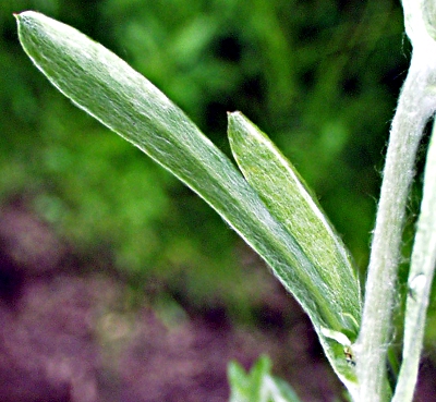 Gnaphalium uliginosum, Sumpf-Ruhrkraut, Bltter
