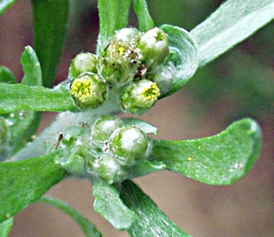 Gnaphalium uliginosum, Sumpf-Ruhrkraut, Bltenstnde