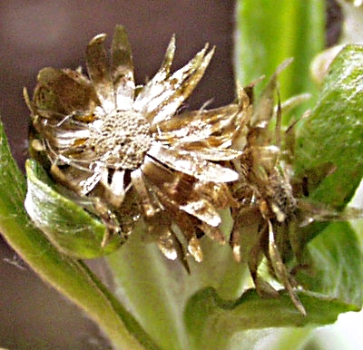 Gnaphalium uliginosum, Sumpf-Ruhrkraut, Hllbltter