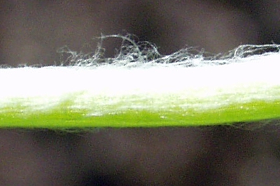 Gnaphalium uliginosum, Sumpf-Ruhrkraut, Stängel