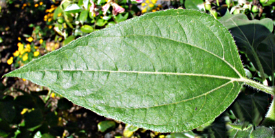 Helianthus annuus, Sonnenblume, Blatt