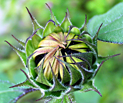 Helianthus annuus, Sonnenblume, Knospe