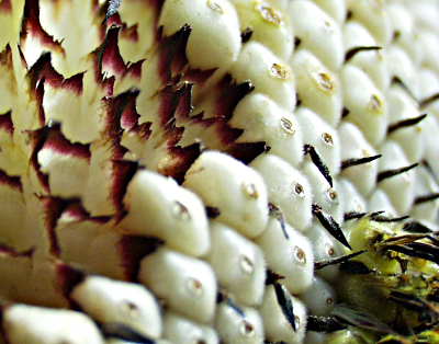 Helianthus annuus, Sonnenblume, Spreubl�tter