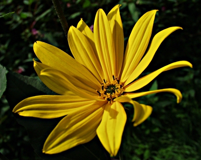 Helianthus tuberosus, Topinambur, Bl�te