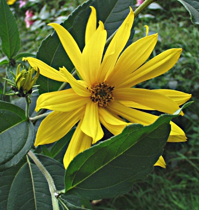 Helianthus tuberosus, Topinambur