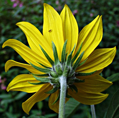 Helianthus tuberosus, Topinambur, H�lle