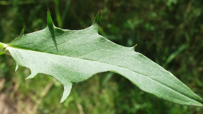 Hieracium, Habichtskraut, Blätter