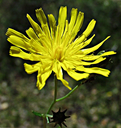Hieracium, Habichtskraut, Blüte