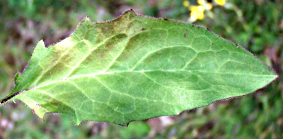 Hieracium lachenalii, Gewhnliches Habichtskraut, Grundblatt