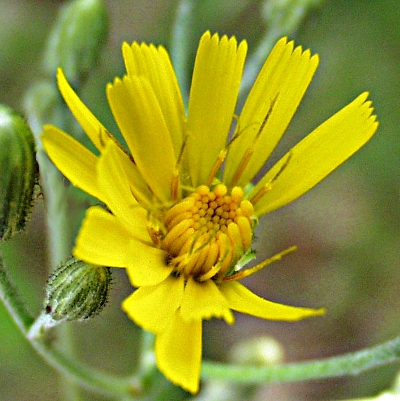 Hieracium lachenalii, Gewhnliches Habichtskraut, Blte