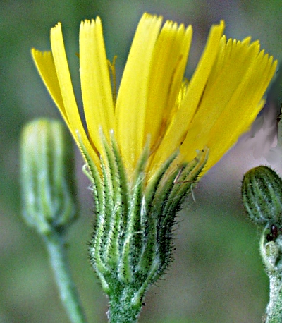 Hieracium lachenalii, Gewhnliches Habichtskraut, Hlle