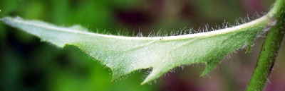 Hieracium lachenalii, Gewhnliches Habichtskraut, Stngelblatt, Unterseite
