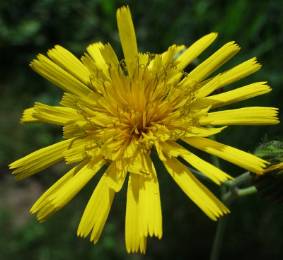 Hieracium laevigatum, Glattes Habichtskraut, Bl�te
