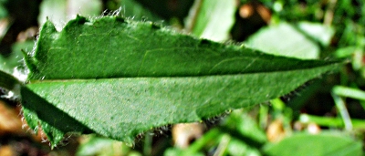 Hieracium murorum, Hieracium murorum, Stängelblatt