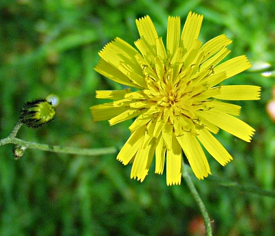 Hieracium murorum, Hieracium murorum, Blütenkorb