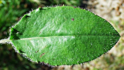 Hieracium murorum, Hieracium murorum, Grundblatt