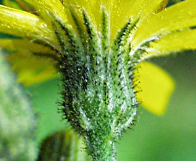 Hieracium murorum, Hieracium murorum, Hülle