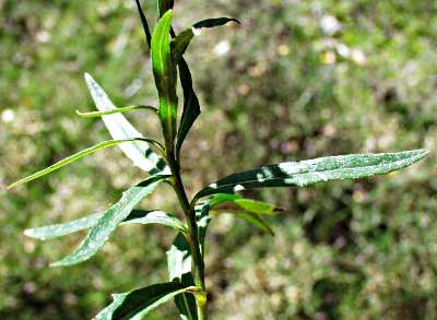 Hieracium umbellatum, Doldiges Habichtskraut, Blätter