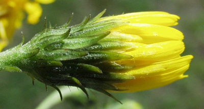 Hieracium umbellatum, Doldiges Habichtskraut, Hülle