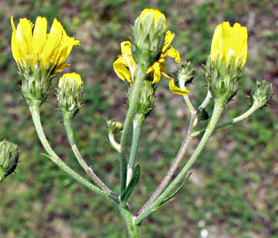 Hieracium umbellatum, Doldiges Habichtskraut, Blüten