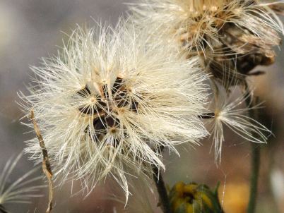 Hieracium umbellatum, Doldiges Habichtskraut, Fruchtstand