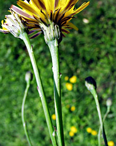 Hypochaeris radicata, Gewöhnliches Ferkelkraut