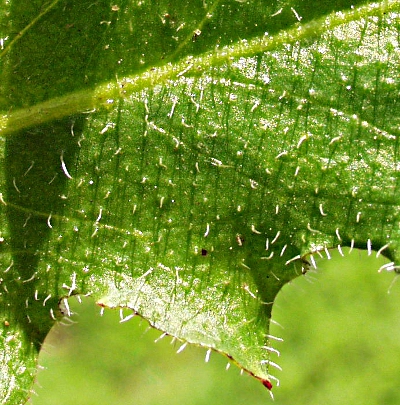 Hypochaeris radicata, Gewöhnliches Ferkelkraut, Borsten