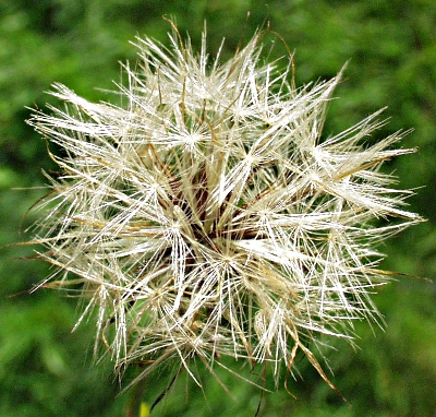 Hypochaeris radicata, Gewhnliches Ferkelkraut, Frchte