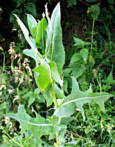Lactuca serriola, Kompass-Lattich