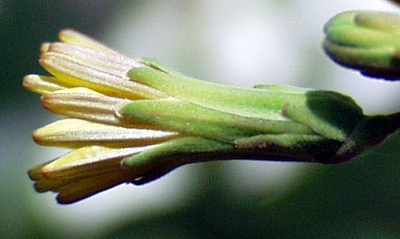 Lactuca serriola, Kompass-Lattich, Blte