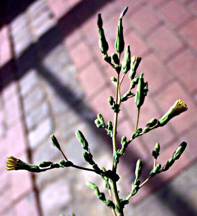 Lactuca serriola, Kompass-Lattich, Bltenstand