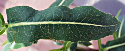 Lactuca serriola, Kompass-Lattich, Blatt