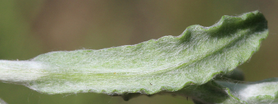 Laphangium luteoalbum, Gelbweies Scheinruhrkraut, Blattunterseite