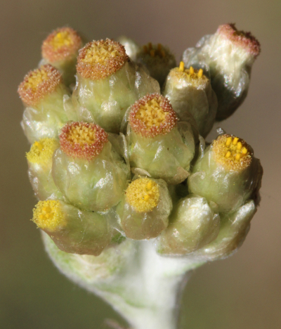 Laphangium luteoalbum, Gelbweies Scheinruhrkraut, Bltenstand