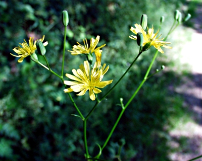 Lapsana communis, Rainkohl, Bltenstand