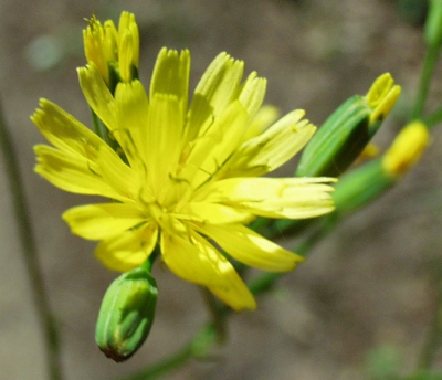 Lapsana communis, Rainkohl, Blte