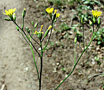 Lapsana communis, Rainkohl