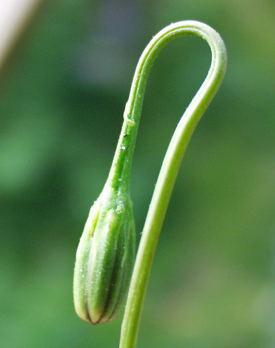 Leontodon saxatilis, Nickender Lwenzahn, Knospe