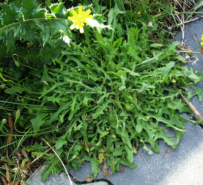Leontodon saxatilis, Nickender Lwenzahn