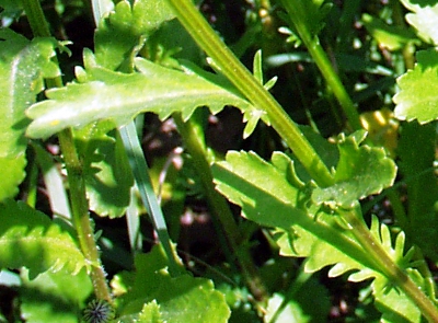 Leucanthemum vulgare, Wiesen-Margerite, Bl�tter