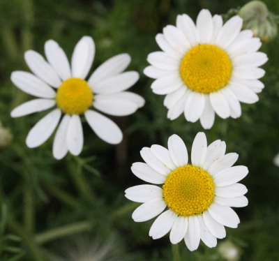 Chamaemelum nobile, Rmische Kamille