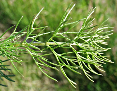 Matricaria chamomilla, Echte Kamille, Blatt